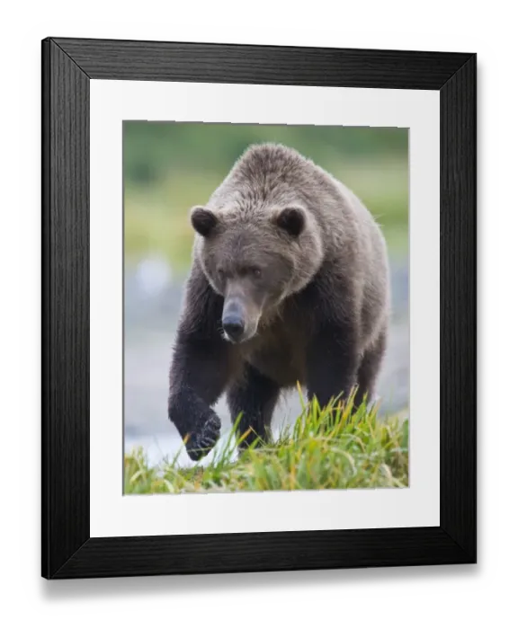 Framed Print : USA, North America, Alaska