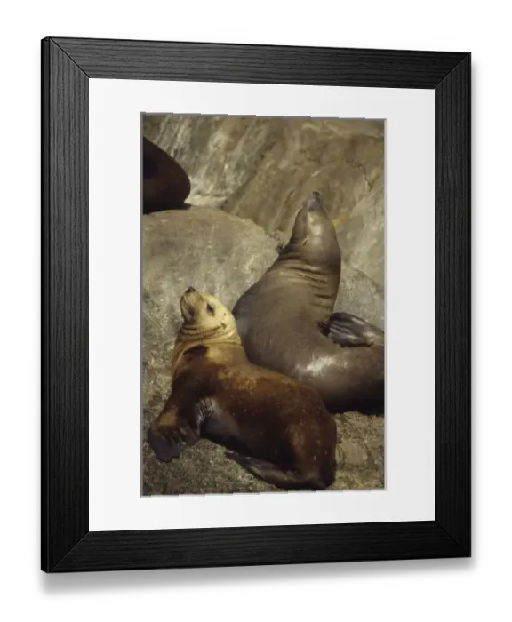 Framed Print : USA, North America, Alaska