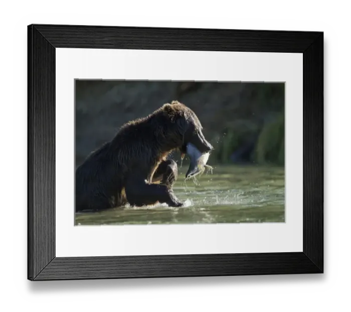 Framed Print : USA, North America, Alaska