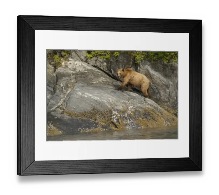 Framed Print : USA, North America, Alaska