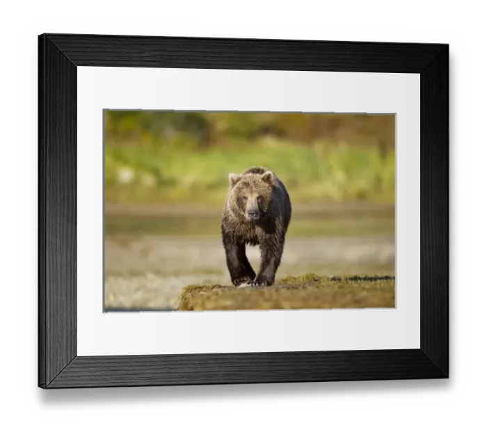 Framed Print : USA, North America, Alaska Framed Print : USA, North America, Alaska