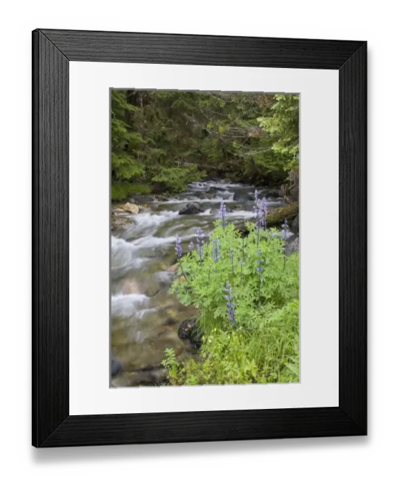 Framed Print : USA, North America, Alaska Framed Print : USA, North America, Alaska