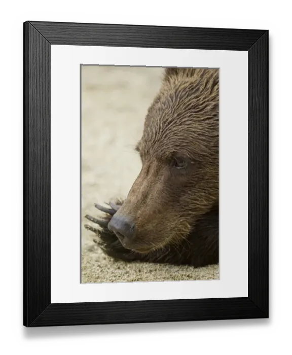 Framed Print : USA, North America, Alaska Framed Print : USA, North America, Alaska