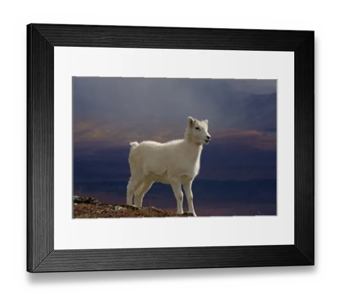 Framed Print : dall sheep, Ovis dalli, lamb on a hillside during fall colors, Mount Margaret, Denali National Park Framed Print : dall sheep, Ovis dalli, lamb on a hillside during fall colors, Mount Margaret, Denali National Park