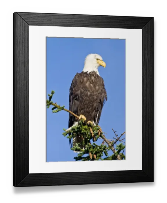Framed Print : USA. Alaska. Bald Eagle at Silver Salmon Creek in Lake Clark NP Framed Print : USA. Alaska. Bald Eagle at Silver Salmon Creek in Lake Clark NP