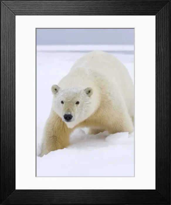 Framed Print : USA, North America, Alaska Framed Print : USA, North America, Alaska