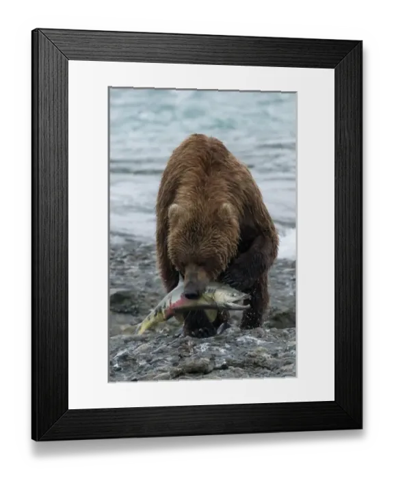 Framed Print : USA, Alaska, McNeil River. Grizzly or brown bear Framed Print : USA, Alaska, McNeil River. Grizzly or brown bear