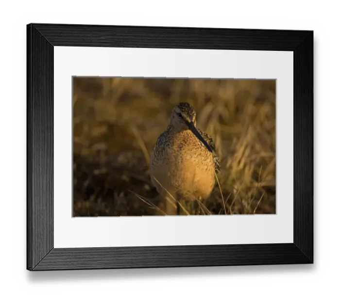 Framed Print : short-billed dowitcher, Limnodromus griseus, on tundra, National Petroleum Reserves Framed Print : short-billed dowitcher, Limnodromus griseus, on tundra, National Petroleum Reserves