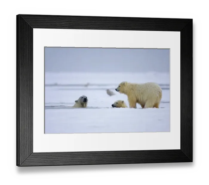 Framed Print : polar bear, Ursus maritimus, sow with cubs swim and play in the water and pack ice