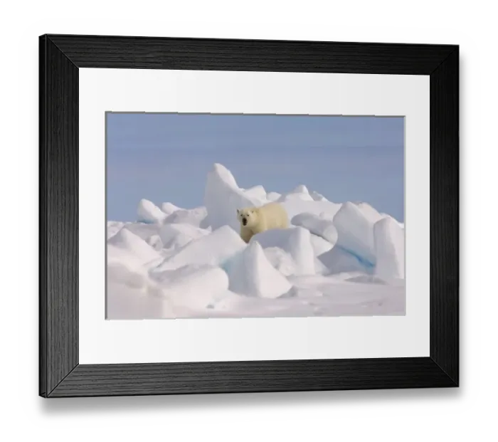 Framed Print : polar bear, Ursus maritimus, in rough ice on the frozen eastern Chuckchi Sea, Arctic Framed Print : polar bear, Ursus maritimus, in rough ice on the frozen eastern Chuckchi Sea, Arctic