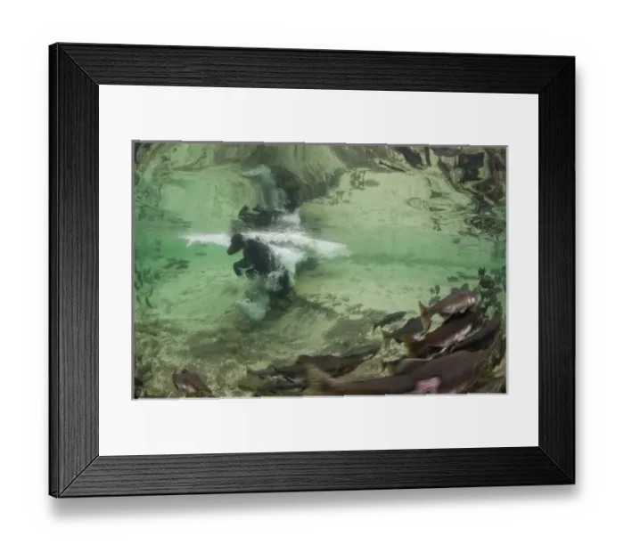 Framed Print : USA, Alaska, Katmai National Park, Underwater view of Grizzly Bear (Ursus arctos) Framed Print : USA, Alaska, Katmai National Park, Underwater view of Grizzly Bear (Ursus arctos)