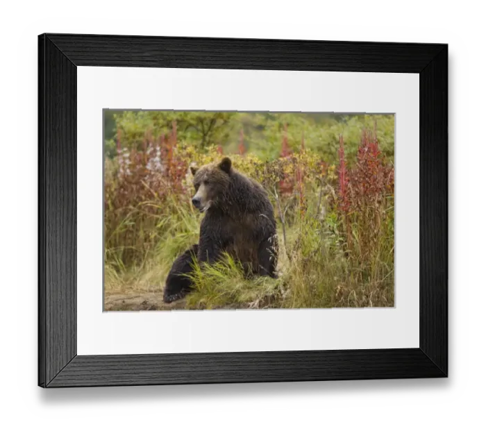 Framed Print : USA, North America, Alaska Framed Print : USA, North America, Alaska