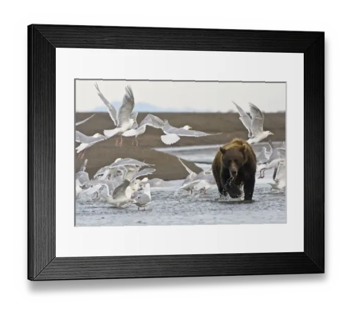 Framed Print : USA. Alaska. Coastal Brown Bear surrounded by Glacous-winged Gulls at Silver Salmon Creek