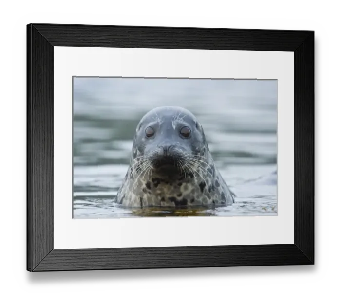 Framed Print : Alaska. Katmai NP. Harbor Seal Framed Print : Alaska. Katmai NP. Harbor Seal