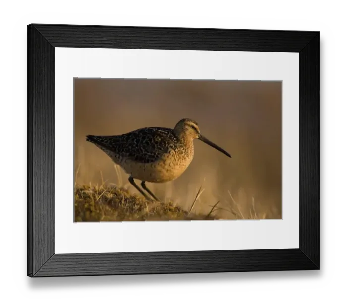Framed Print : short-billed dowitcher, Limnodromus griseus, on tundra, National Petroleum Reserves