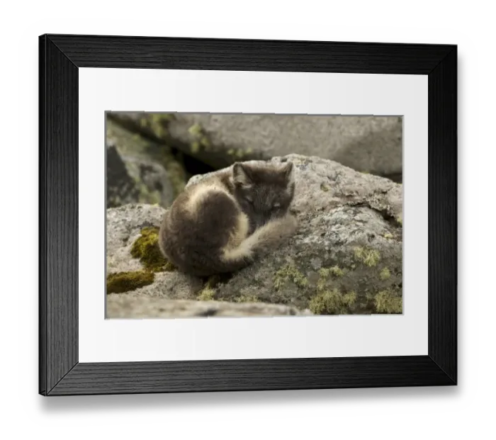 Framed Print : USA, North America, Alaska Framed Print : USA, North America, Alaska