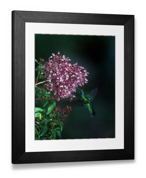 Framed Print : Costa Rican hummingbirds (individual species unknown to photographer)