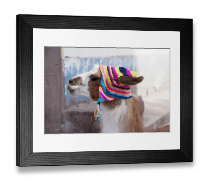 Framed Print : Peru, llama in a village
