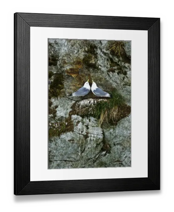 Framed Print : USA, Alaska, Inside Passage. Pair of black-legged kittiwakes Framed Print : USA, Alaska, Inside Passage. Pair of black-legged kittiwakes