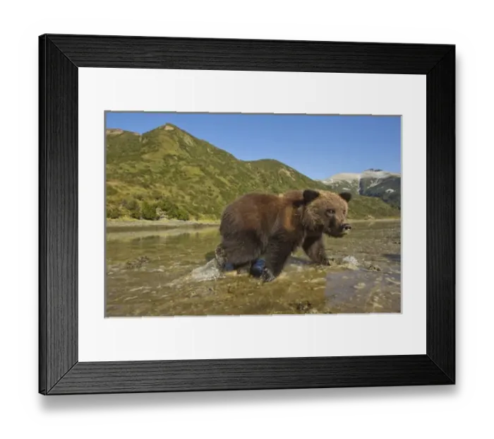 Framed Print : USA, Alaska, Katmai National Park, Grizzly Bear Spring Cub (Ursus arctos) walking Framed Print : USA, Alaska, Katmai National Park, Grizzly Bear Spring Cub (Ursus arctos) walking