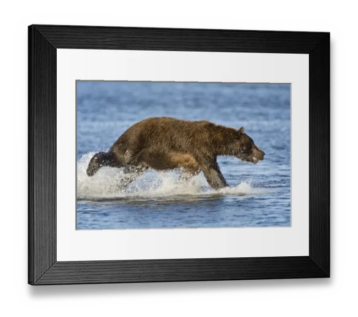 Framed Print : USA. Alaska. Coastal Brown Bear fishing for salmon at Silver Salmon Creek in Lake Clark NP