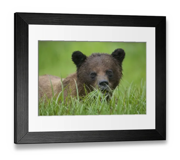 Framed Print : USA, North America, Alaska Framed Print : USA, North America, Alaska