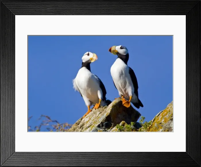 Framed Print : USA. Alaska. Horned Puffins at Bird Island in Lake Clark NP