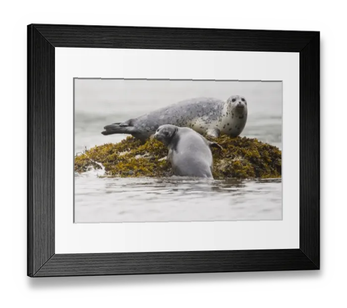 Framed Print : Alaska. Katmai NP. Harbor Seals Framed Print : Alaska. Katmai NP. Harbor Seals