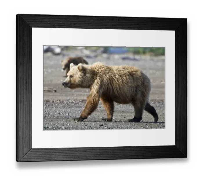 Framed Print : USA, North America, Alaska