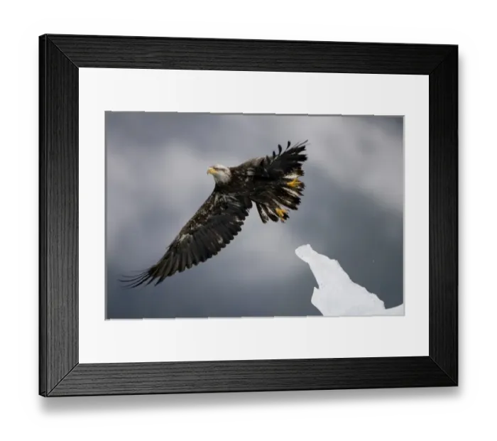 Framed Print : USA, Alaska, Tongass National Forest, Immature Bald Eagle (Haliaeetus leucocephalus)