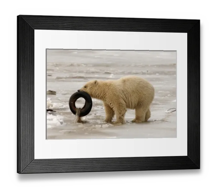 Framed Print : USA, North America, Alaska