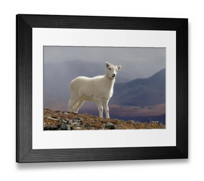 Framed Print : USA, North America, Alaska