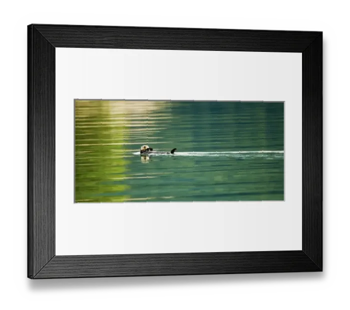 Framed Print : USA, Alaska, Inside Passage. Sea otter swims amid reflections Framed Print : USA, Alaska, Inside Passage. Sea otter swims amid reflections