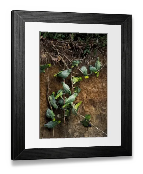 Framed Print : South America, Peru, Rainforest. Mealy Parrots at clay lick Framed Print : South America, Peru, Rainforest. Mealy Parrots at clay lick