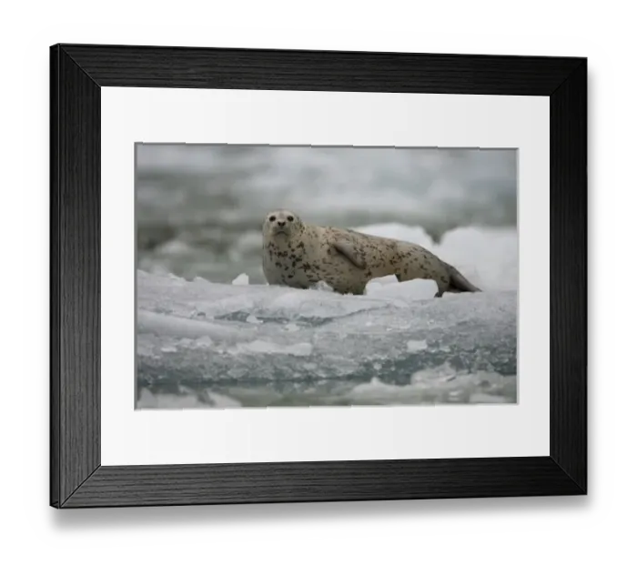Framed Print : USA, Alaska, Tongass National Forest, South Sawyer Glacier, Harbor Seal Pup (Phoca