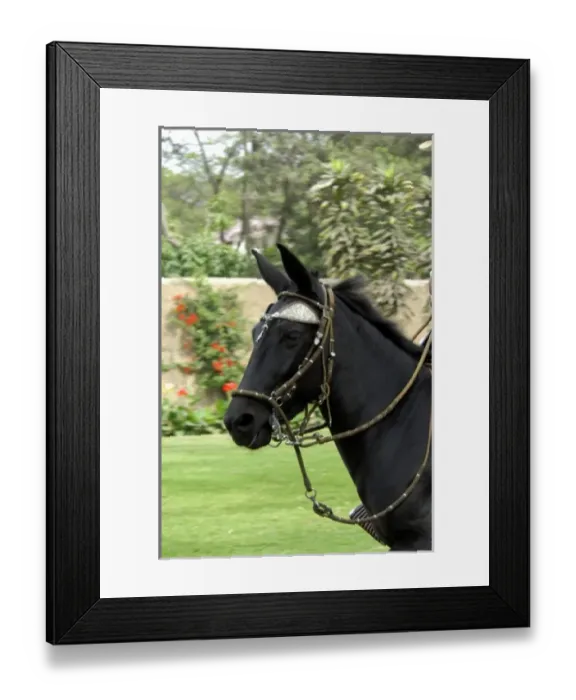 Framed Print : South America, Peru Framed Print : South America, Peru
