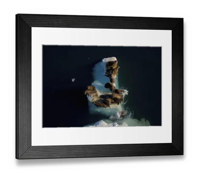 Framed Print : walrus, Odobenus rosmarus, resting on pack ice during spring breakup, Chuckchi Sea Framed Print : walrus, Odobenus rosmarus, resting on pack ice during spring breakup, Chuckchi Sea