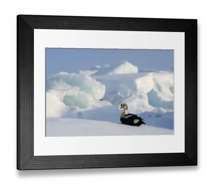 Framed Print : king eider, Somateria spectabilis, on jumbled ice on the frozen Chuckchi Sea, off Point Barrow