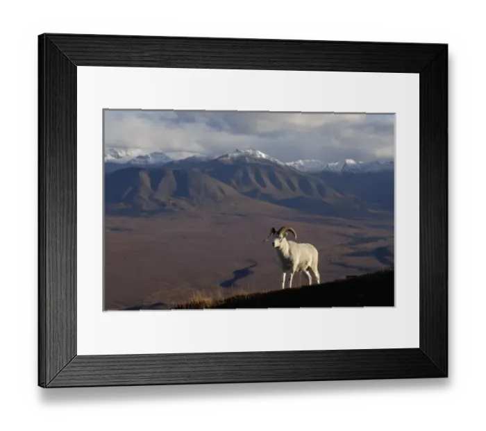 Framed Print : dall sheep, Ovis dalli, rams on a hillside during fall colors, Mount Margaret, Denali National Park