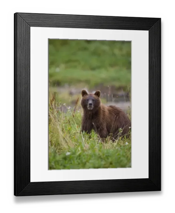 Framed Print : USA, North America, Alaska