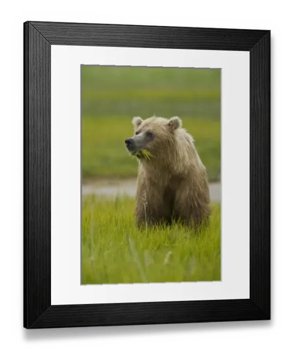 Framed Print : USA, North America, Alaska Framed Print : USA, North America, Alaska