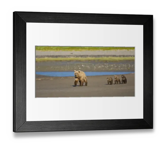 Framed Print : USA. Alaska. Coastal Brown Bear mother and cubs at Silver Salmon Creek, Lake Clark NP