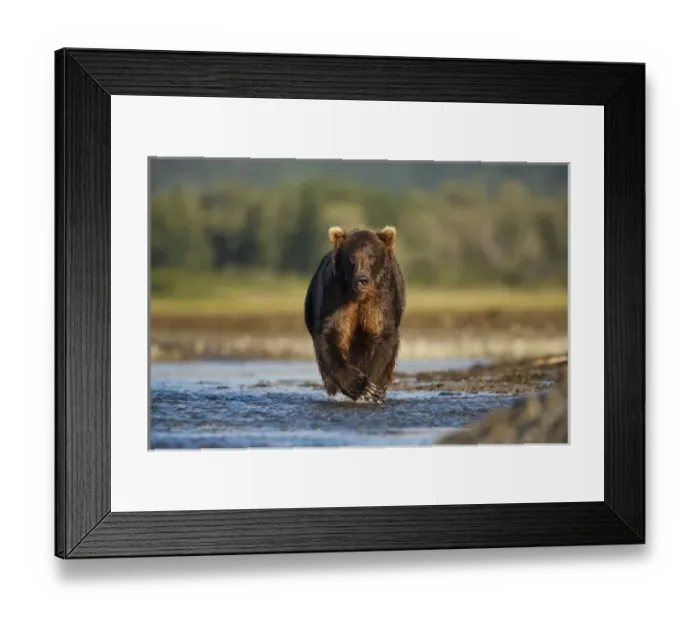 Framed Print : USA, Alaska, Katmai National Park, Grizzly Bear (Ursus arctos) walking along salmon Framed Print : USA, Alaska, Katmai National Park, Grizzly Bear (Ursus arctos) walking along salmon