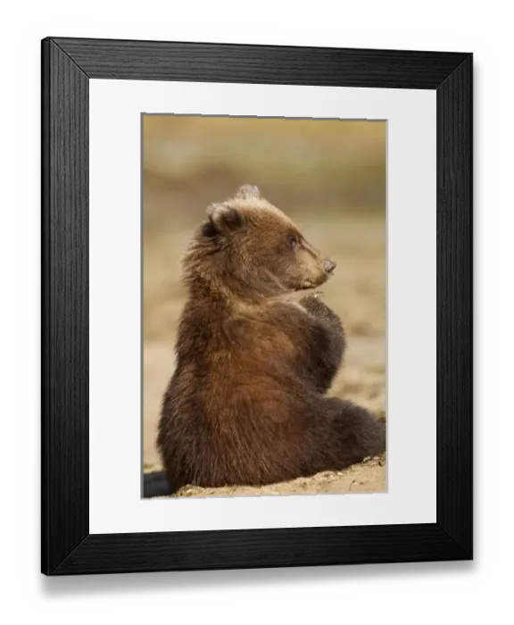 Framed Print : USA, North America, Alaska Framed Print : USA, North America, Alaska