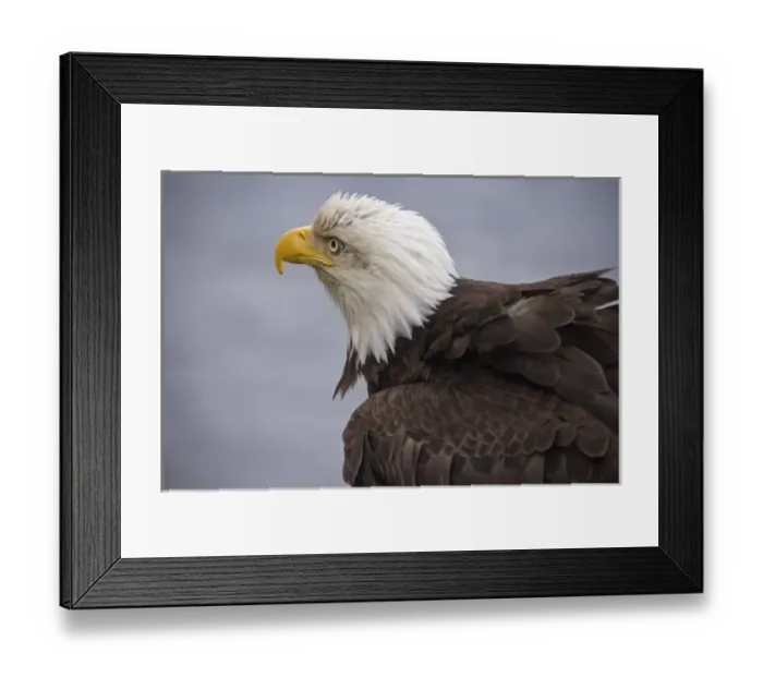 Framed Print : USA, Alaska, Ketchikan. Close-up rear view of bald eagle