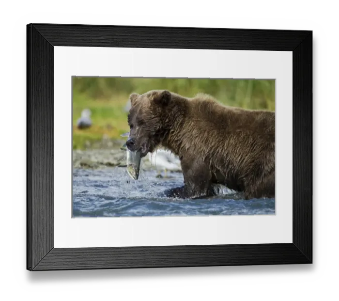 Framed Print : USA, Alaska, Katmai National Park, Grizzly Bear (Ursus arctos) catches spawning salmon Framed Print : USA, Alaska, Katmai National Park, Grizzly Bear (Ursus arctos) catches spawning salmon