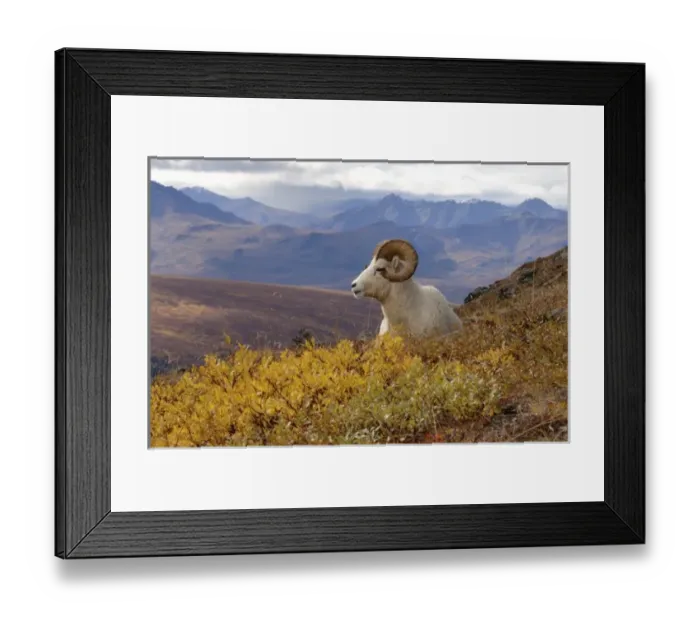 Framed Print : dall sheep, Ovis dalli, ram resting on a hillside during fall colors, Mount Margaret Framed Print : dall sheep, Ovis dalli, ram resting on a hillside during fall colors, Mount Margaret