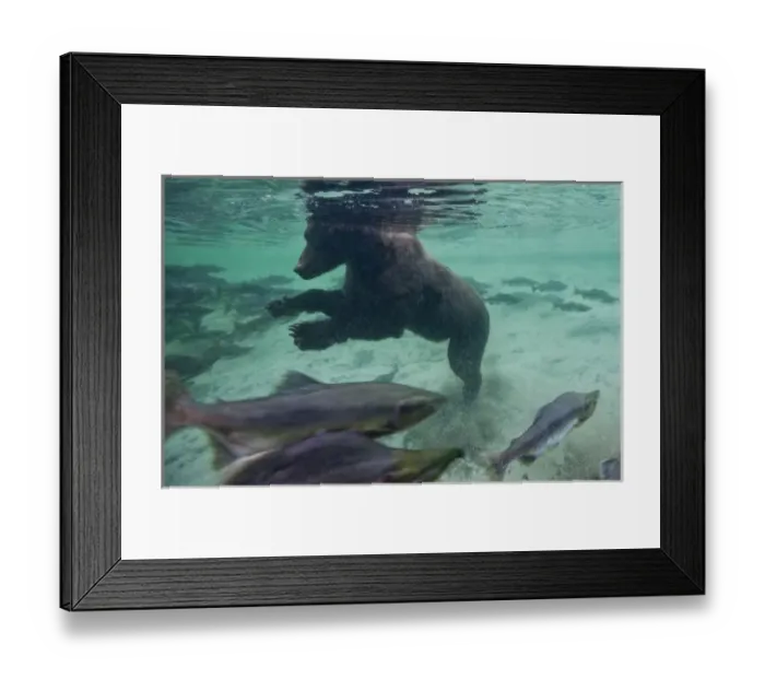 Framed Print : USA, Alaska, Katmai National Park, Underwater view of Grizzly Bear (Ursus arctos)