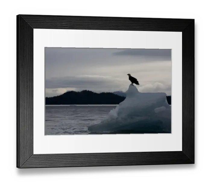 Framed Print : USA, Alaska, Tongass National Forest, Bald Eagle (Haliaeetus leucocephalus) resting Framed Print : USA, Alaska, Tongass National Forest, Bald Eagle (Haliaeetus leucocephalus) resting