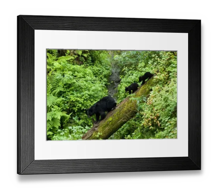 Framed Print : USA, North America, Alaska